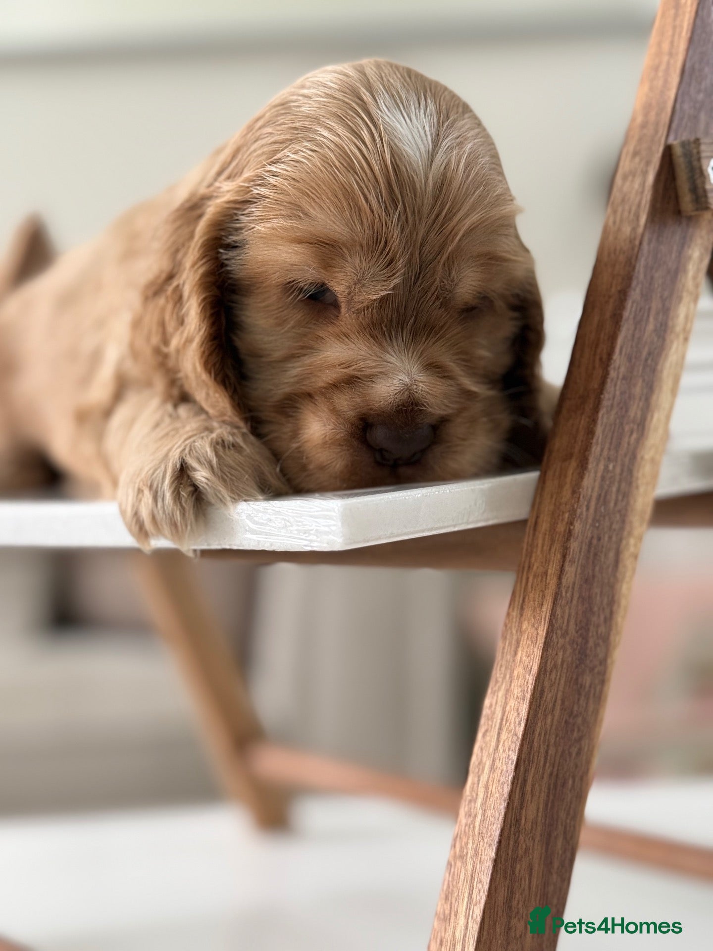 Cocker Spaniel dogs Show type cocker spaniels - Advert 2