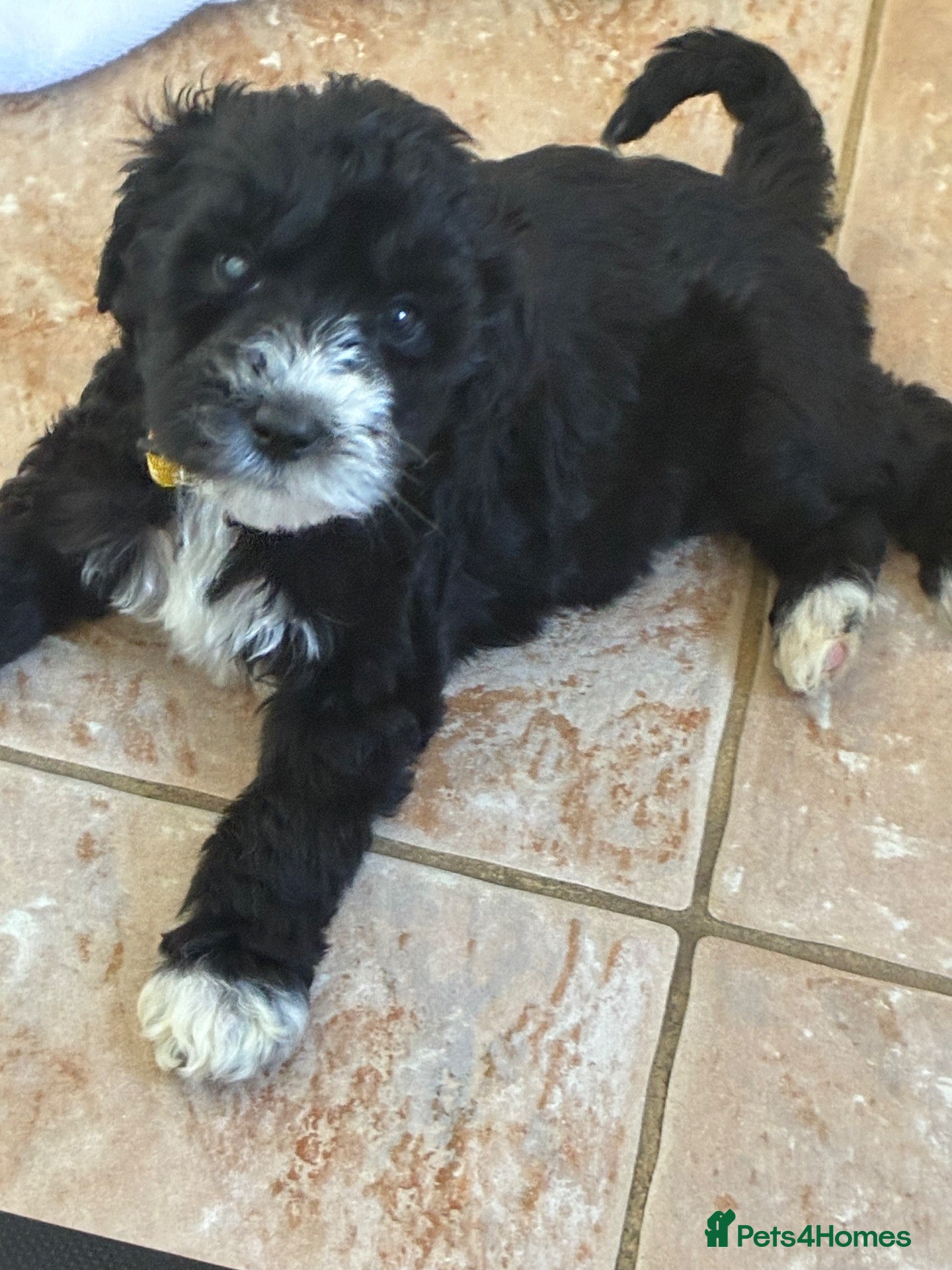 Labradoodle dogs Rare and outstanding labradoodles - Advert 1