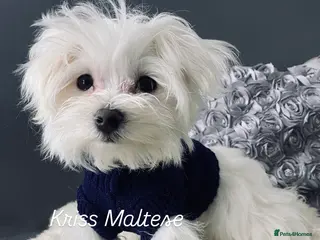 Maltese dogs ✨ Outstanding KC korean bloodine nsltese boy left✨ - Advert 12