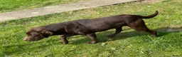 Labrador Retriever dogs for sale: 3 year old chocolate Labrador dog - Advert 2