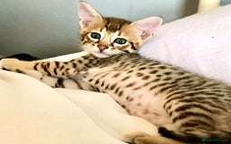 Savannah cats for sale: Beautiful full pedigree savannah kittens  - Image 23