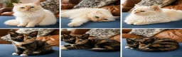 Ragdoll cats for sale: Gorgeous Ragdoll cross kittens  - Advert 2