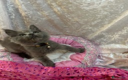 Maine Coon cats for sale: Beautiful GCCF reg Mainecoon kittens available  - Image 30