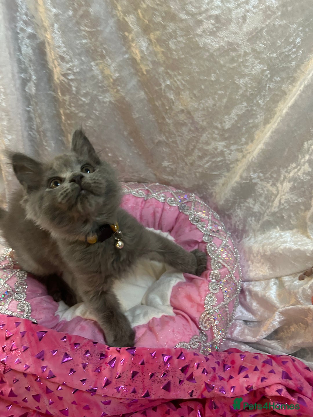 Maine Coon cats for sale: Beautiful GCCF reg Mainecoon kittens available  - Image 30
