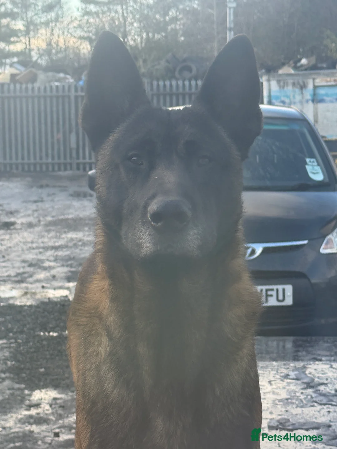 Belgian Shepherd Dog dogs for sale: Gorgeous Belgian Malinois Puppies - Advert 6