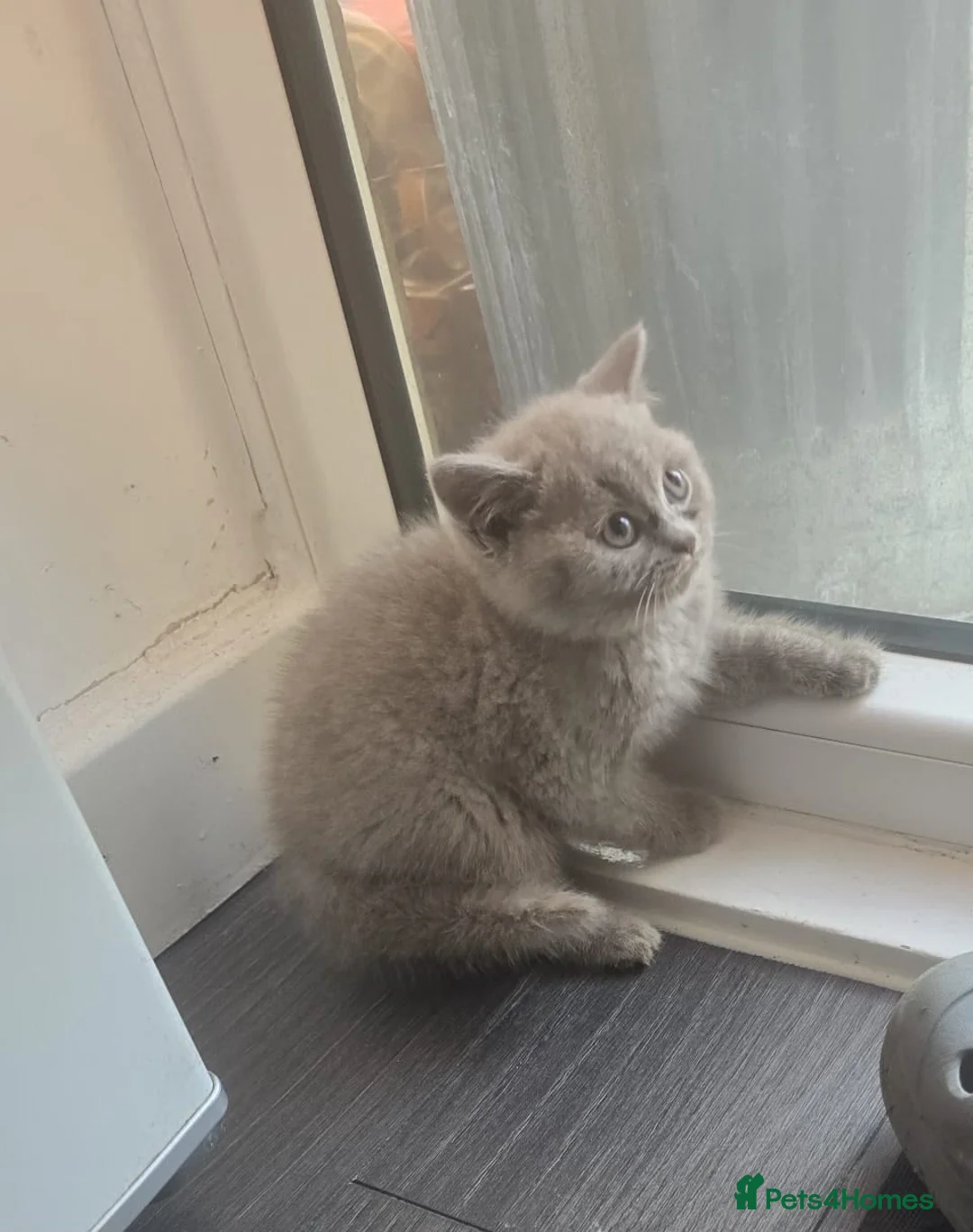 British Shorthair cats for sale:     Gray British Shorthair Kitten, 10 Weeks Old in Potters Bar - Advert 1
