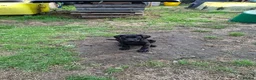 Labrador Retriever dogs for sale: Lab pups  in Lincoln - Advert 4