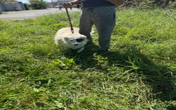Mixed Breed dogs for adoption: HANNA - an Affectionate Girl for a Loving Home - Image 7