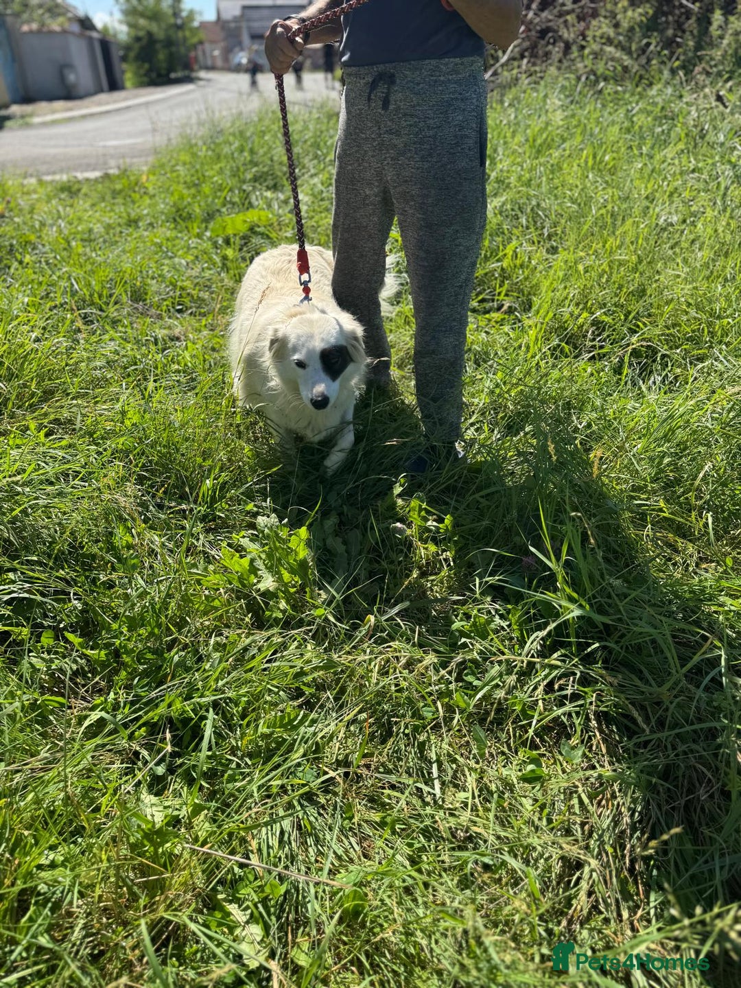 Mixed Breed dogs for adoption: HANNA - an Affectionate Girl for a Loving Home - Image 7