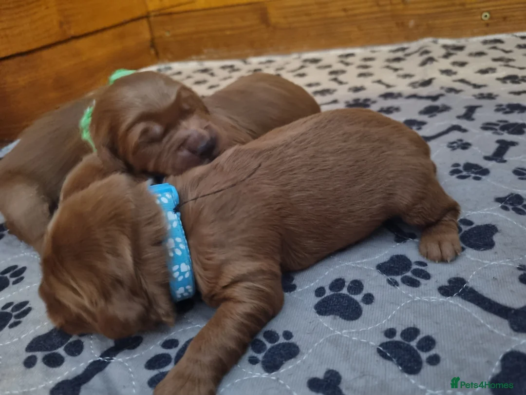 Mini Goldendoodle dogs for sale: F1 Fox Red Health Tested Mini Goldendoodles - Advert 16