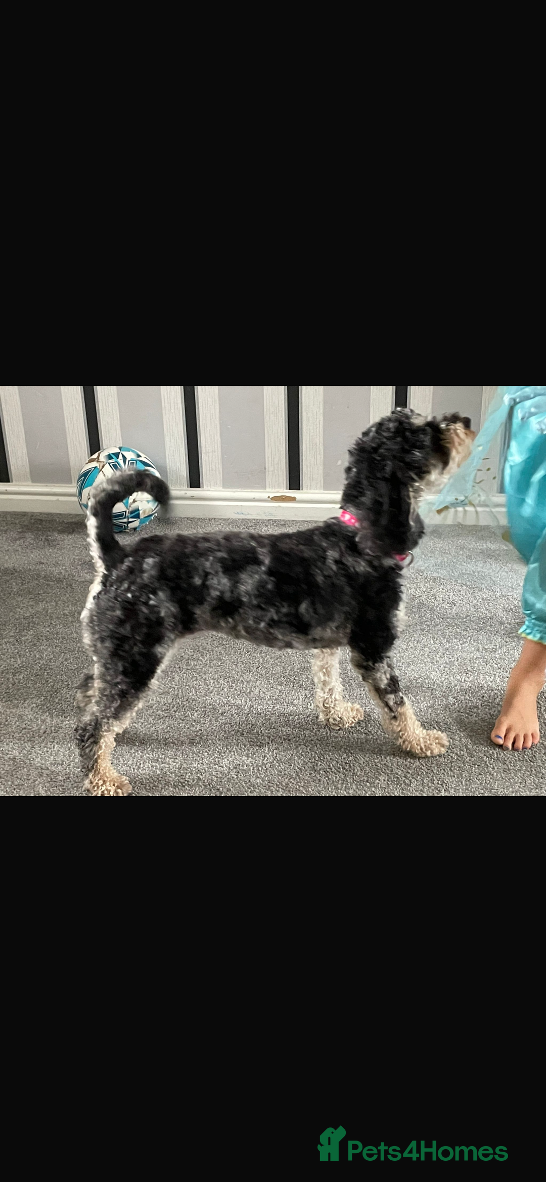 Cockapoo dogs for sale: 3 beautiful cockapoo puppies for sale  - Advert 2