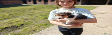 Jack Russell Puppy 3