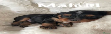 Cavalier King Charles Spaniel Puppy 5