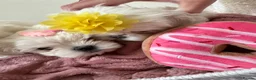 Maltese dogs for sale: Tiny KC Korean Maltese Puppies🩷🩵 - Advert 8