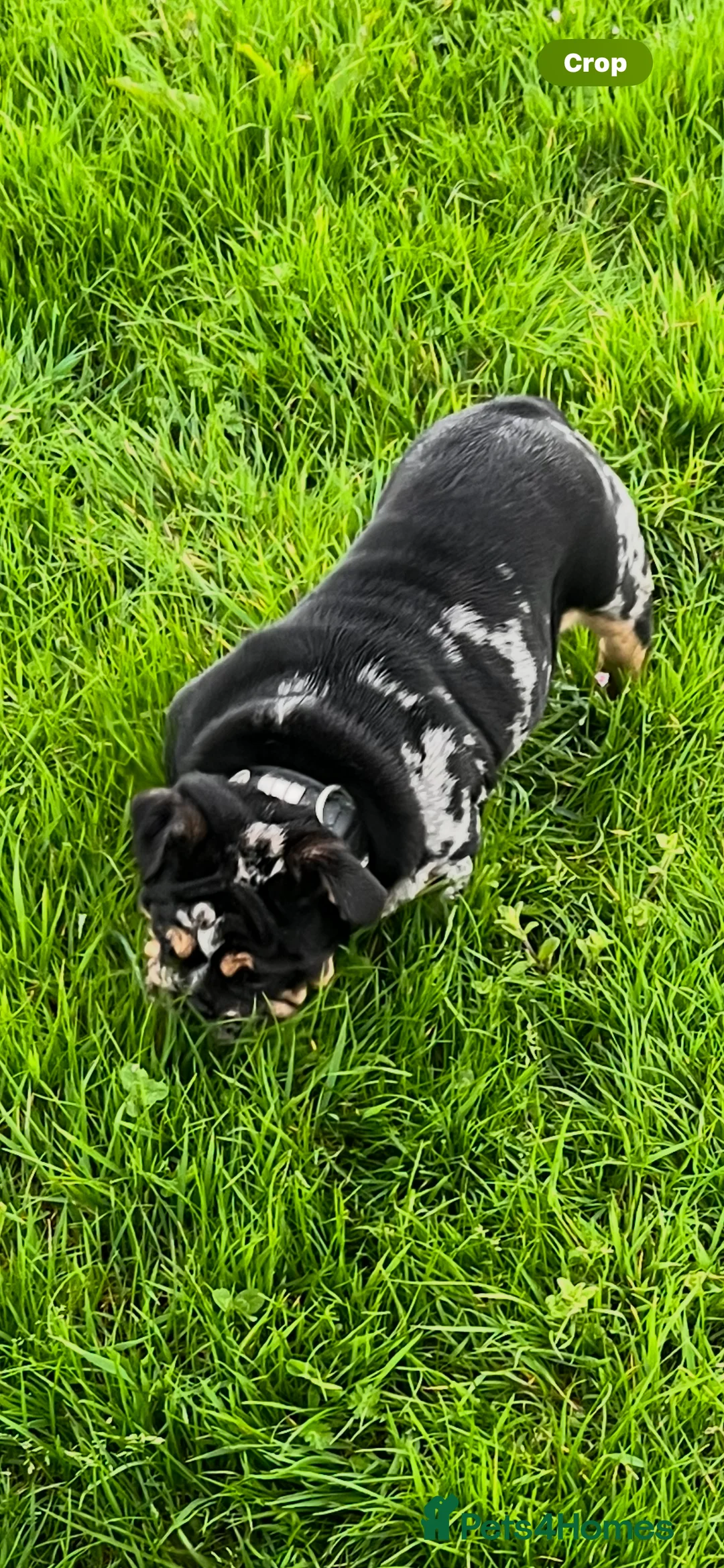 English Bulldog dogs for sale:  English Bulldogs for sale £1000 each  - Advert 8