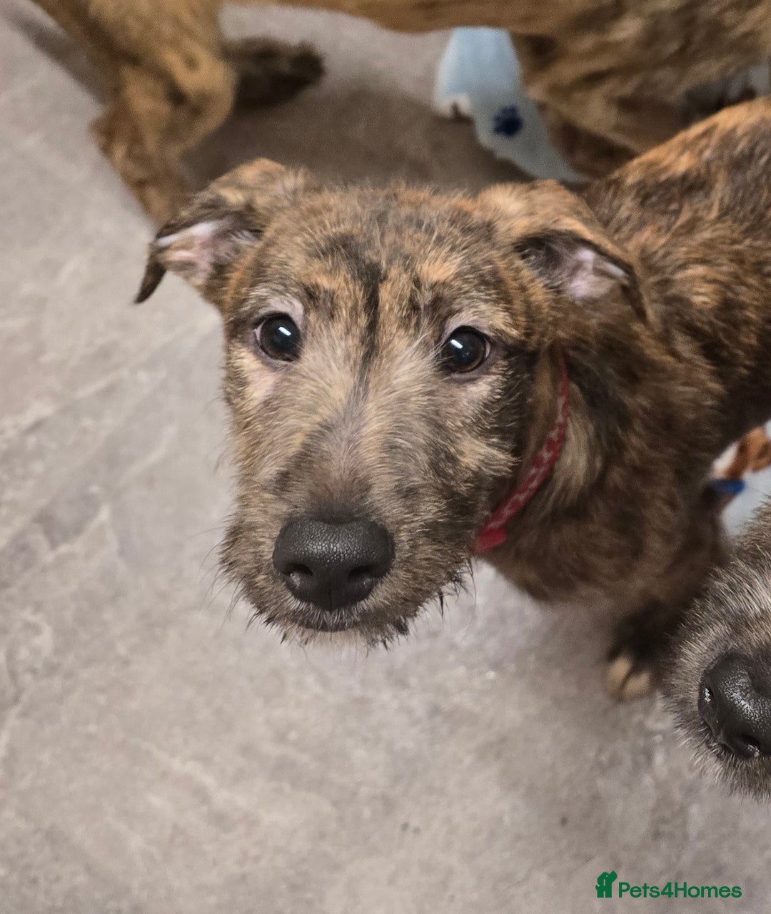 Lurcher dogs for sale: Brindle Lurcher Males ready now  - Advert 7