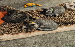 British Shorthair cats for sale: GCCF Reg Chocolate Silver Spotted Tabby BSH Boys - Image 4