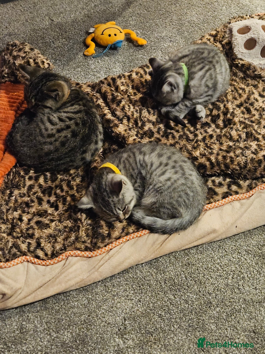 British Shorthair cats for sale: GCCF Reg Chocolate Silver Spotted Tabby BSH Boys - Image 4
