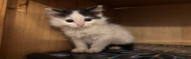 Mixed Breed Kitten 1