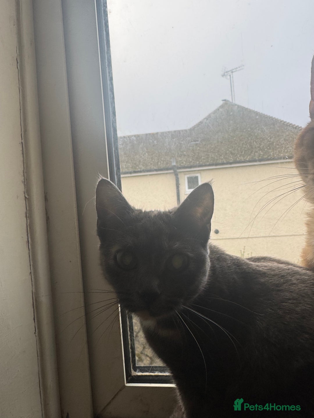 Domestic Shorthair cats for sale: Beautiful 18 week Old kittys  - Advert 7