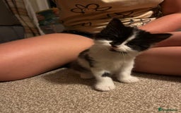 Mixed Breed cats for sale: Black and white Kittens - Image 5