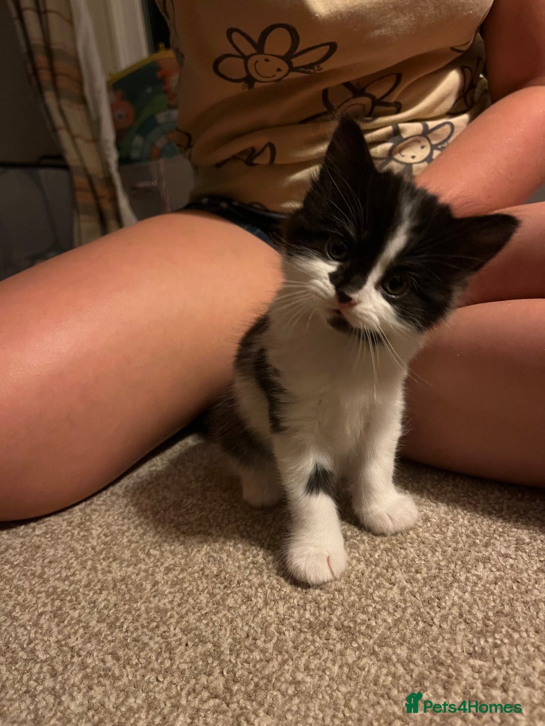 Mixed Breed cats for sale: Black and white Kittens - Image 5