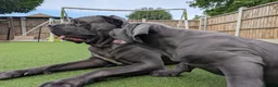 Cane Corso dogs for sale: ⭐️ ICCF 3 YEAR OLD MALE ⭐️ - Advert 3