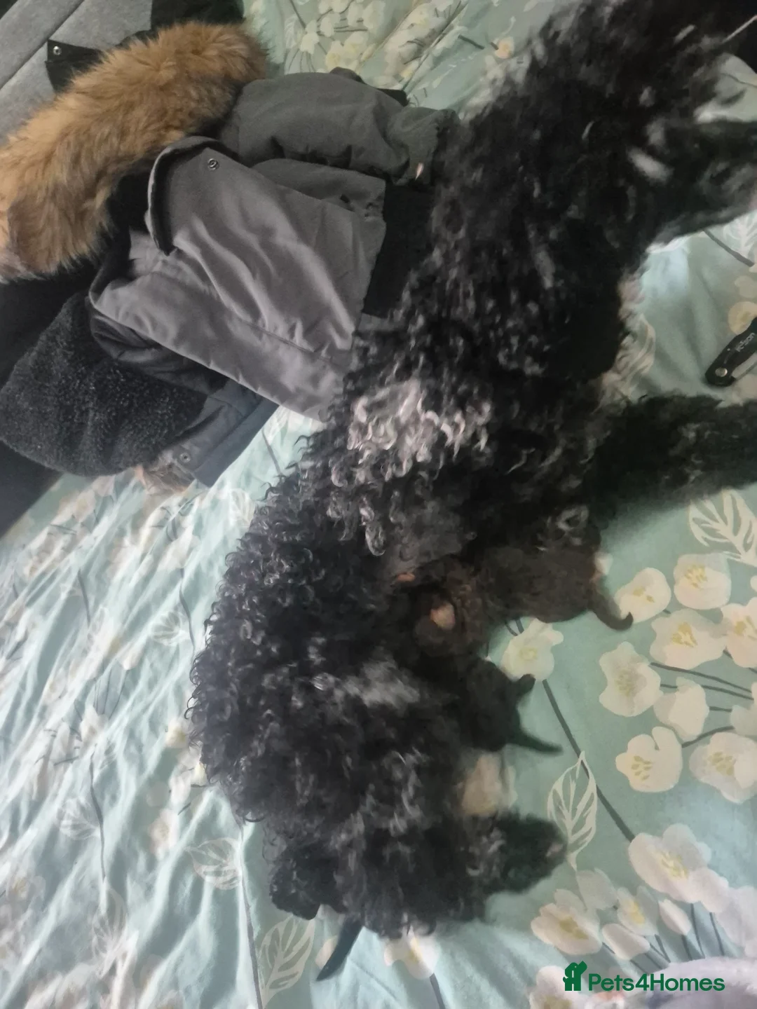 Toy Poodle dogs for sale: Toy poodle pups ready mid april - Advert 20