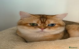 British Shorthair cats for sale: GCCFreg BSH & BLH Chocolate & Black Golden Kittens - Image 20