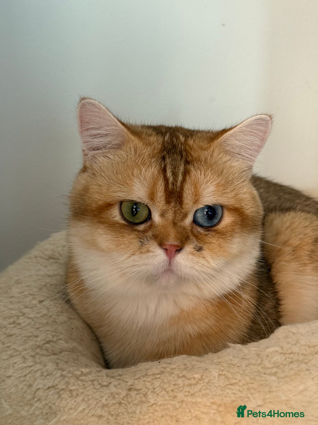 British Shorthair cats for sale: GCCFreg BSH & BLH Chocolate & Black Golden Kittens - Image 20