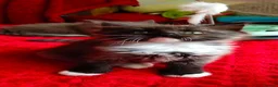 Mixed Breed cats for sale: KITTENS - Advert 10