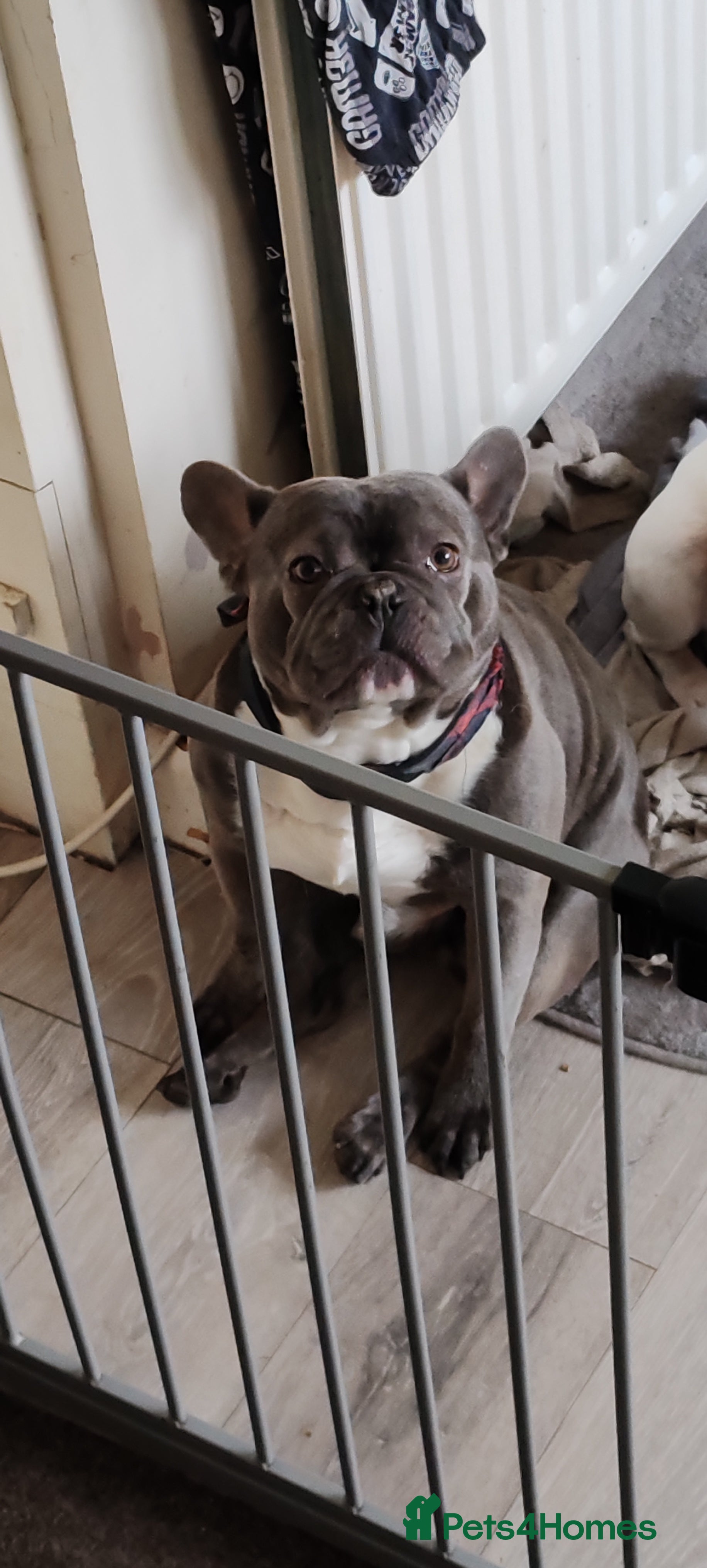 French Bulldog dogs 6 year old male frenchie - Advert 2