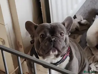 French Bulldog dogs 6 year old male frenchie - Advert 2