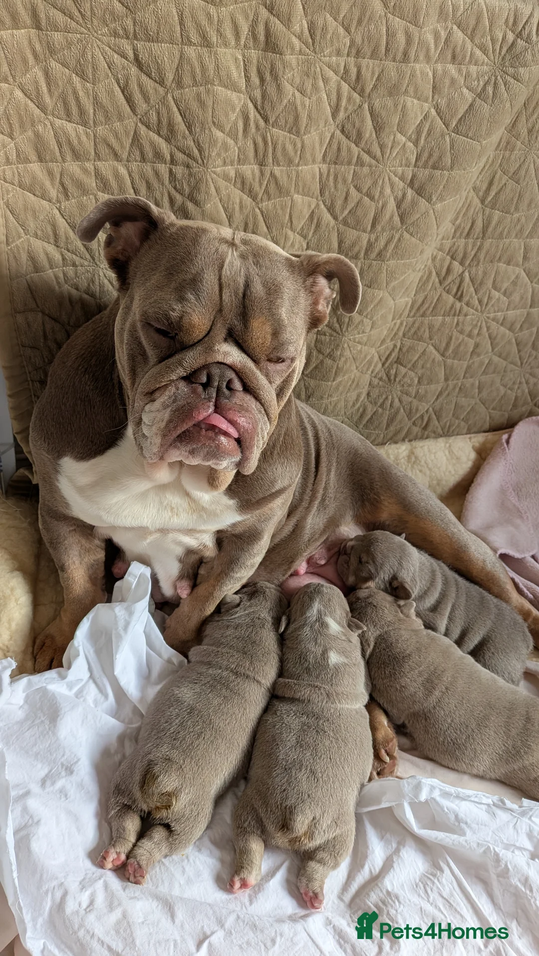 English Bulldog dogs for sale: Adorable KC  registered well bred puppies  - Advert 2