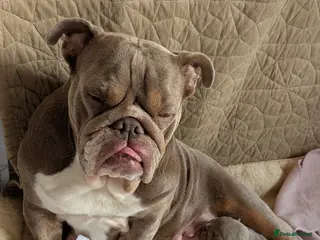 English Bulldog dogs Adorable healthy well bred puppies - Advert 1