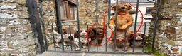 Cockerdor dogs for sale: Cockador Puppies  - Advert 11