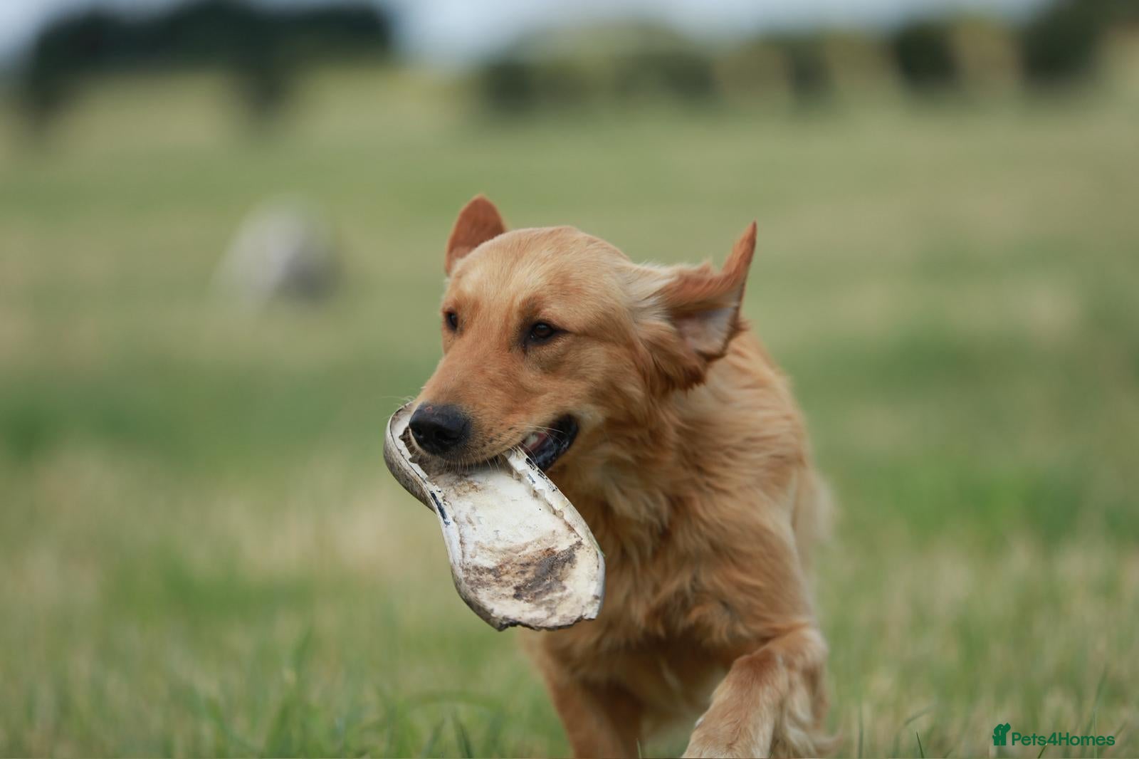 Golden Retriever dogs for sale: 7 beautiful golden retriever babies - Advert 13