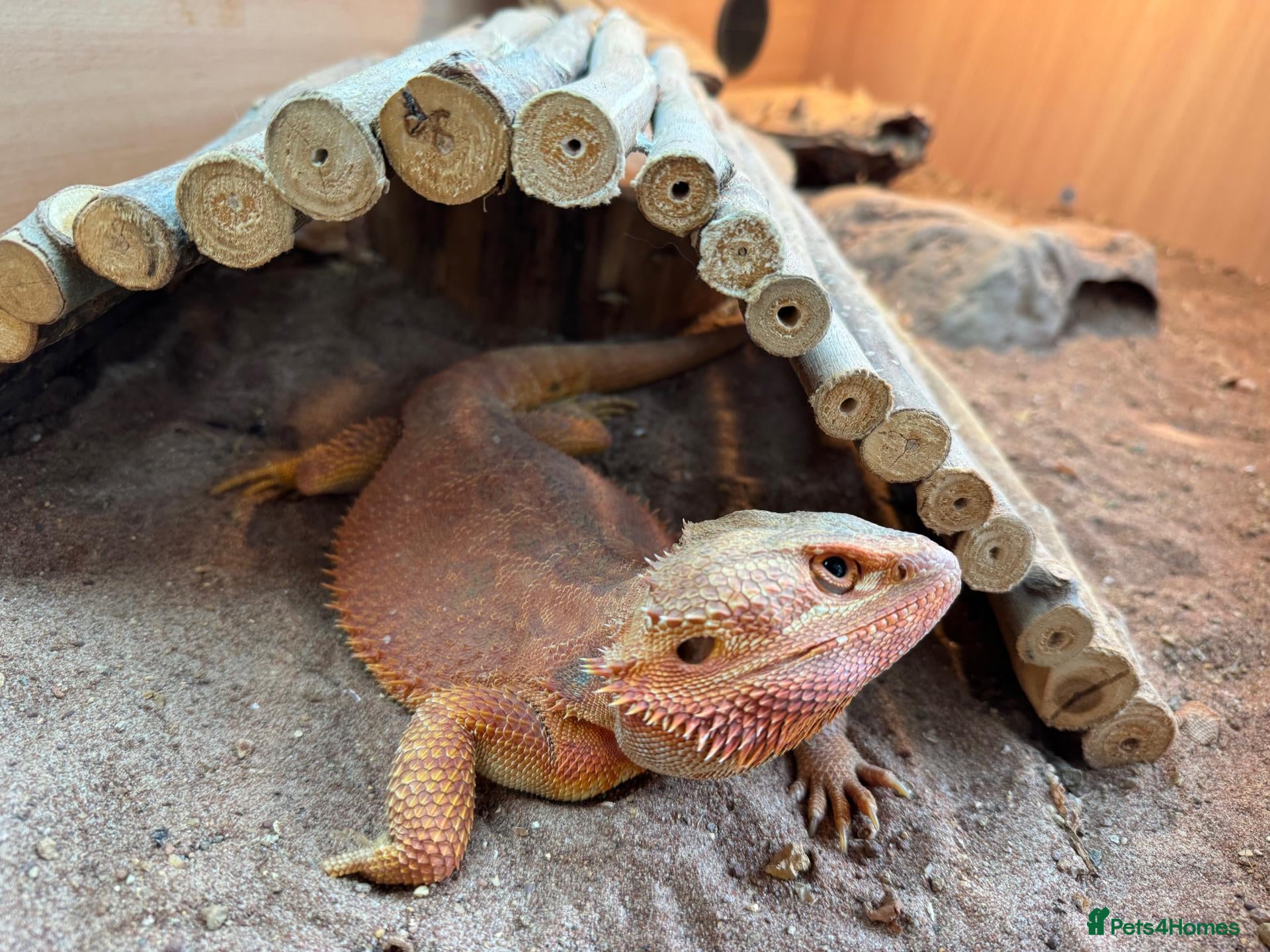 Bearded Dragon reptiles Bearded dragon, male, 3 years, vivarium and lights - Advert 1