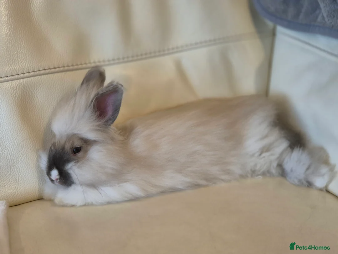 Angora rabbits for sale: Handsome Angora Male - Advert 3