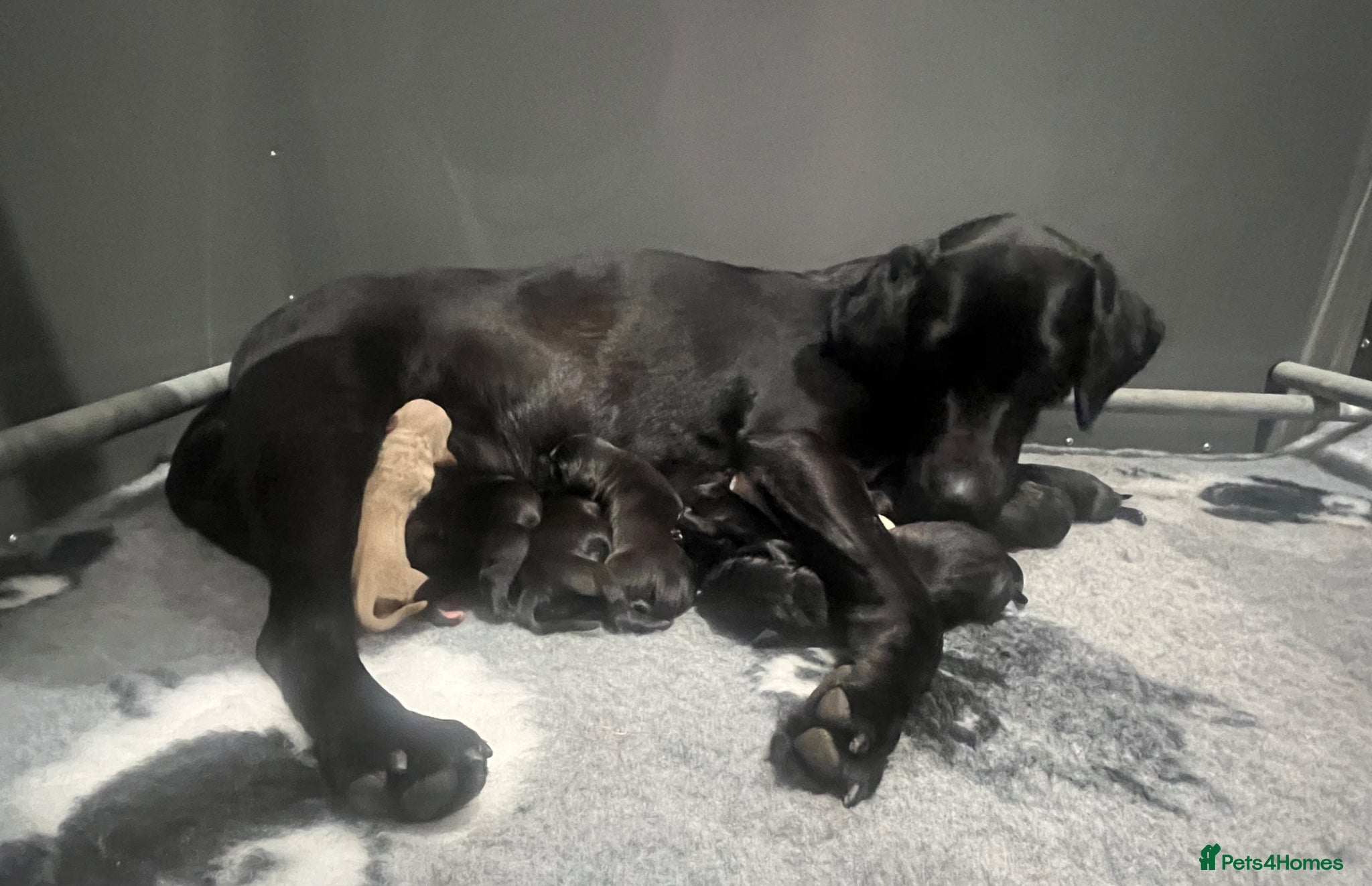 Labrador Retriever dogs Quality litter by FtCh Rowpainter Othello  - Advert 1