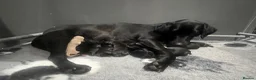 Labrador Retriever dogs for sale: Quality litter by FtCh Rowpainter Othello  - Advert 1