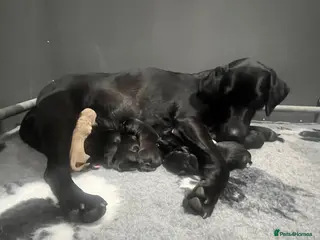 Labrador Retriever dogs Quality litter by FtCh Rowpainter Othello - Advert 1