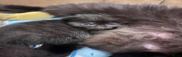 Ragdoll cats for sale: Gorgeous black kittens with ragdoll mix mum - Advert 10