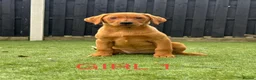 Labrador Retriever dogs for sale: 🐾 6 Red Fox Labrador Puppies 🐾 - Advert 7