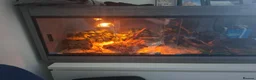 Corn Snake reptiles for sale: Mushu in Nottingham - Advert 4