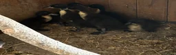 Ducks poultry for sale: Ducklings x 4  in Billingshurst - Advert 1