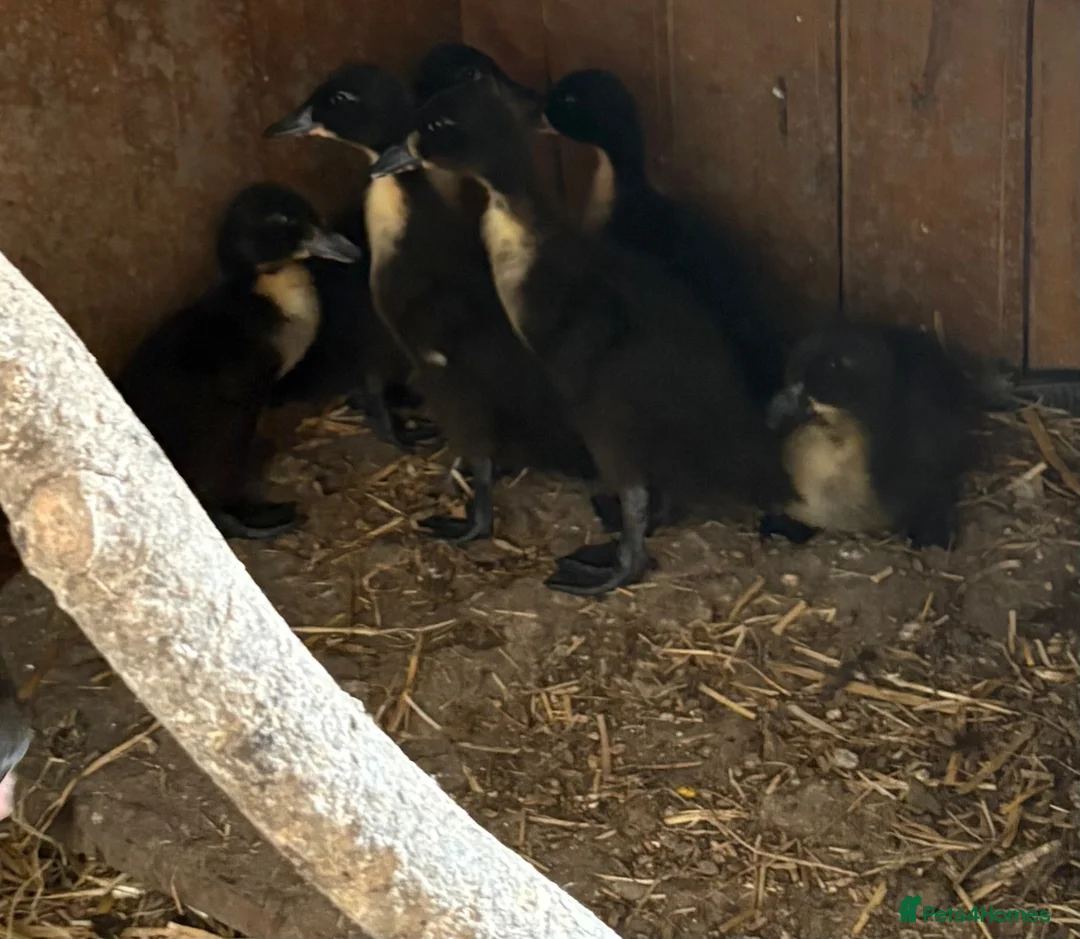 Ducks poultry for sale: Ducklings x 4  in Billingshurst - Advert 1
