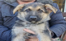 German Shepherd dogs for sale: KC German Shepherd pups LAST 2 BOYS! - Image 9