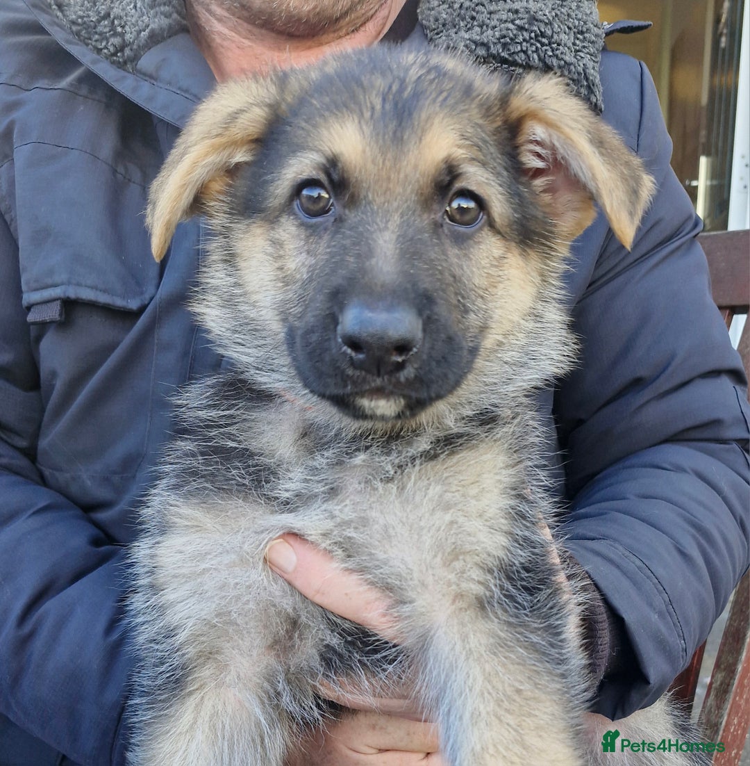German Shepherd dogs for sale: KC German Shepherd pups LAST 2 BOYS! - Image 9