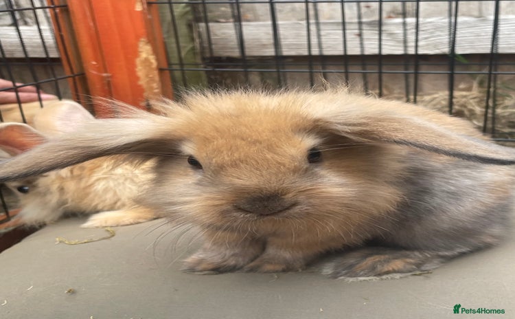 Lionhead rabbits - Advert 2